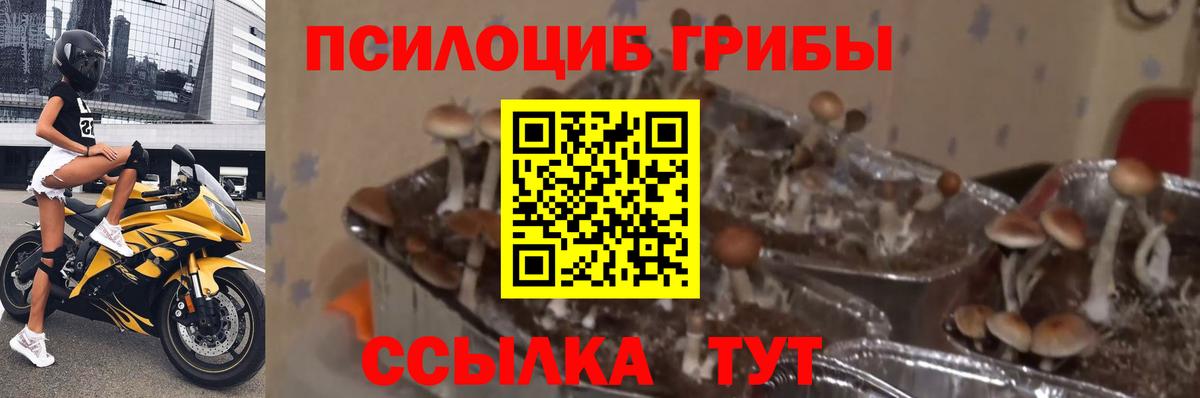 Воркута  Галлюциногенные грибы Magic Shrooms  Вход с VPN 